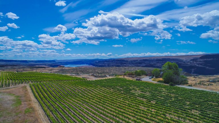 Rows of grapevines stretch toward canyon cliffs and river below a bright blue sky.